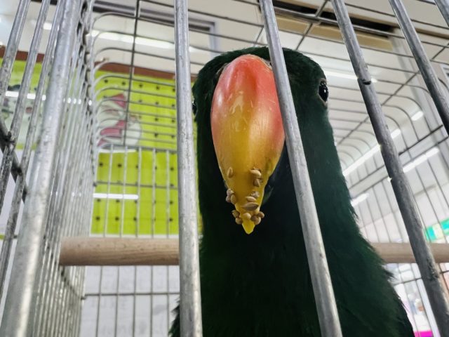 オオハナインコ