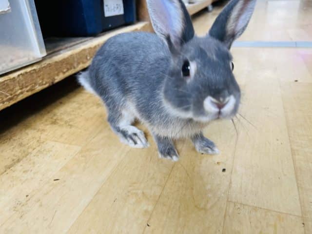 ネザーランドドワーフ