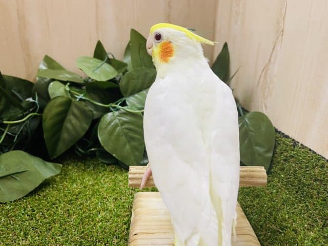 オカメインコ