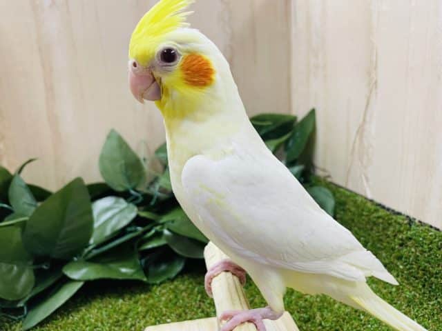 オカメインコ