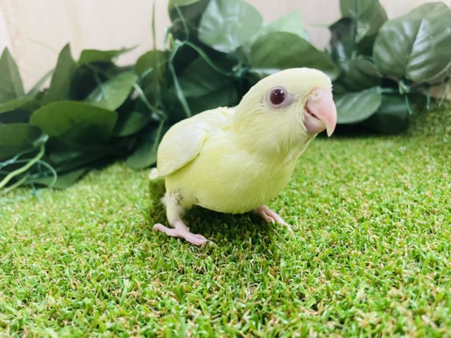 サザナミインコ