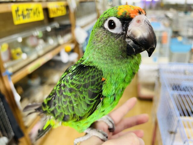 ズアカハネナガ