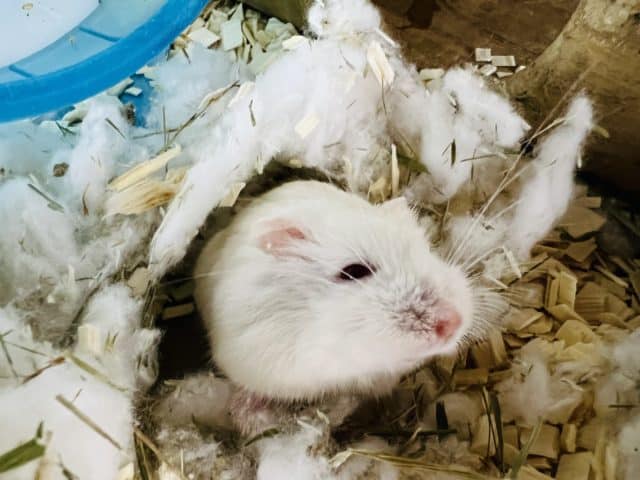  ロボロフスキーハムスター