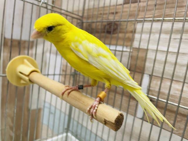 レモンカナリア