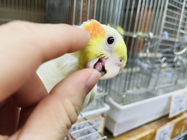 オカメインコ
