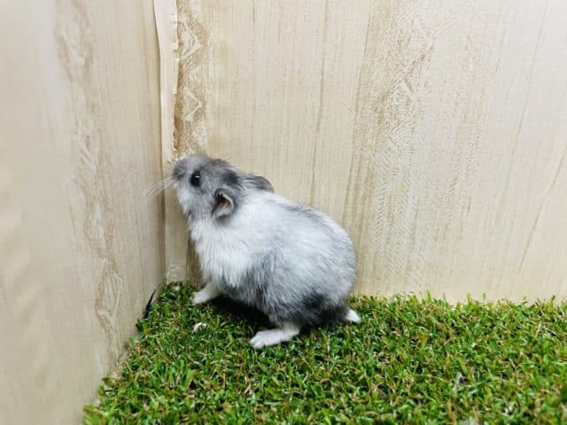 ドワーフハムスターの1種