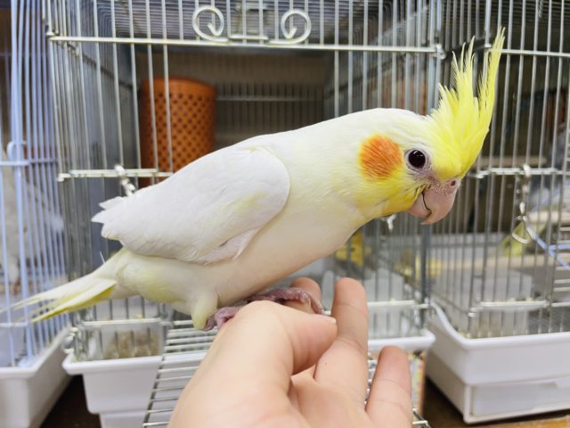 オカメインコ