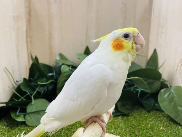 オカメインコ