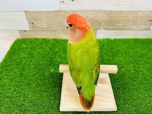 コザクラインコ（小桜インコ）