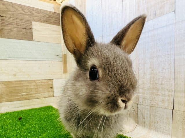 ネザーランドドワーフ