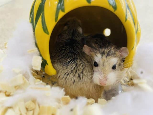 ロボロフスキーハムスター