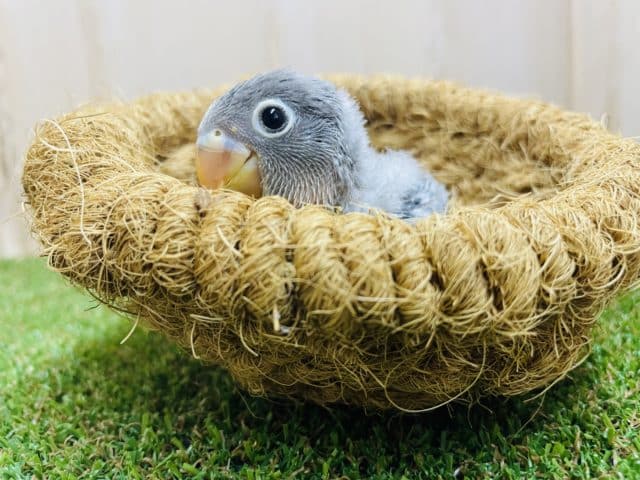 ブルーボタンインコ