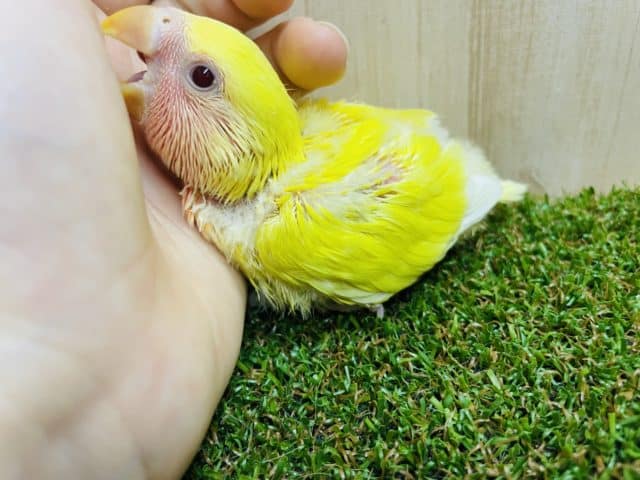 コザクラインコ（小桜インコ）