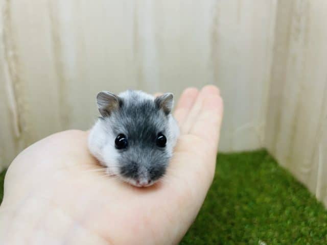 ドワーフハムスターの1種