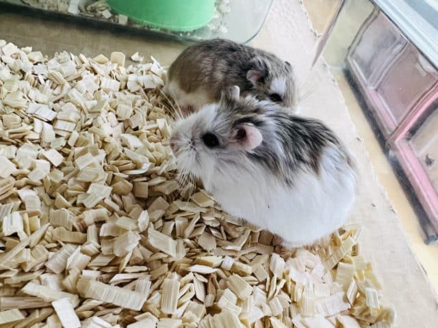 ロボロフスキーハムスター