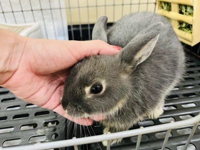 ネザーランドドワーフ