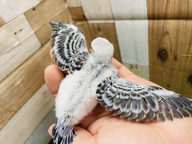 最新画像有り☆落ち着きを感じるカラーのヒナさん!セキセイインコのオパーリンカラー! セキセイインコ