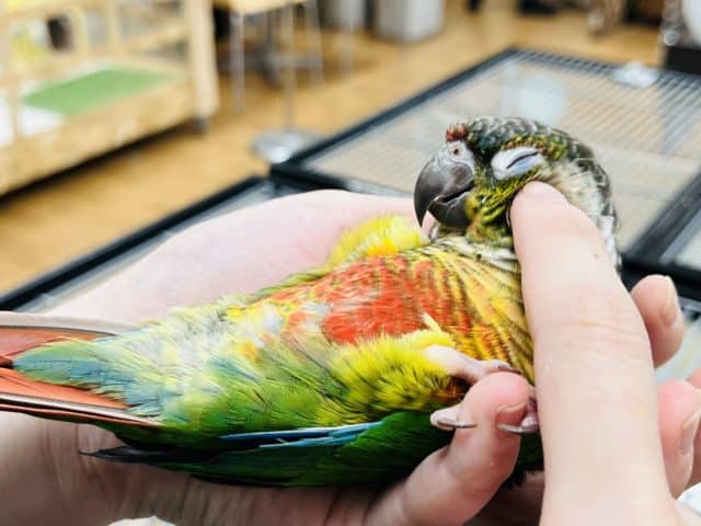 ワキコガネウロコインコ