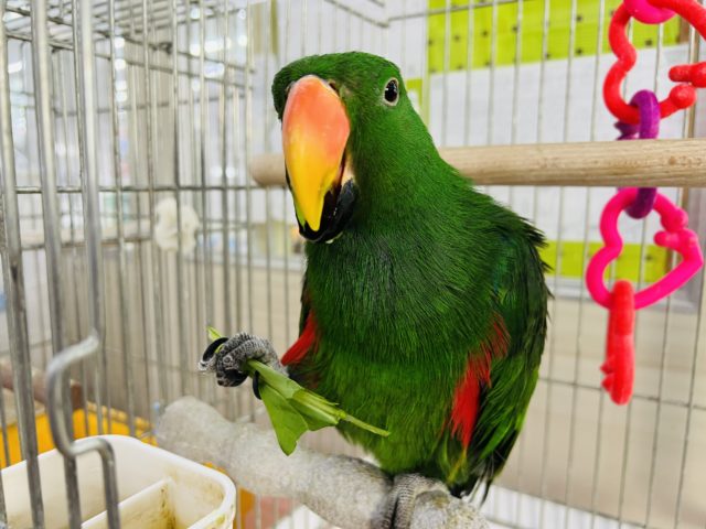 オオハナインコ