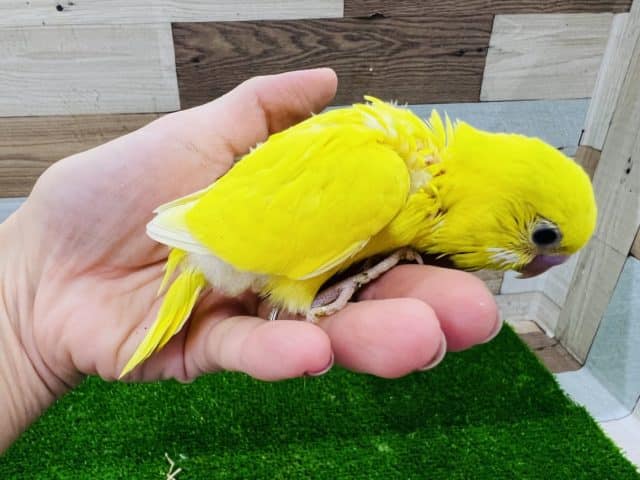セキセイインコ