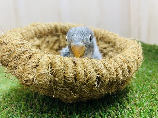 ブルーボタンインコ