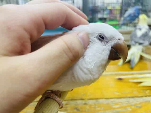 オキナインコ