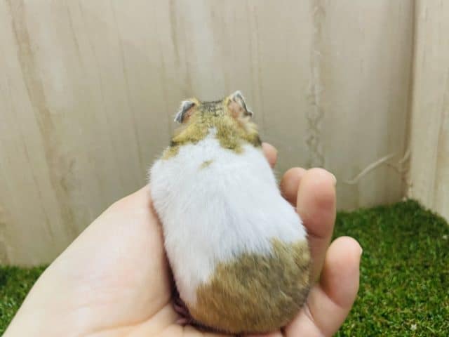 ゴールデンハムスター