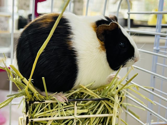 イングリッシュモルモット