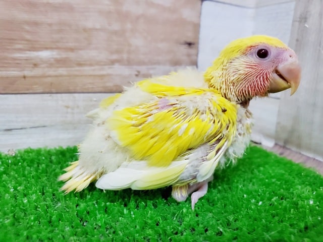 コザクラインコ（小桜インコ）