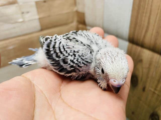 最新画像有り☆落ち着きを感じるカラーのヒナさん!セキセイインコのオパーリンカラー! セキセイインコ