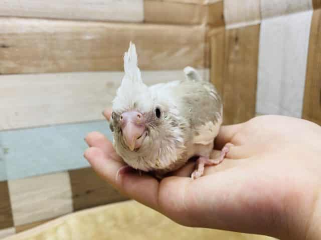 オカメインコ