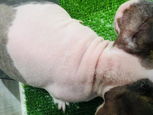 つるっ?もじゃ?三色カラーのスキニーギニアピッグ☆ スキニーギニアピッグ