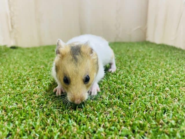 ゴールデンハムスター