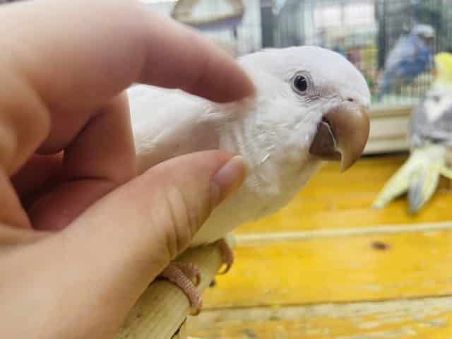 オキナインコ