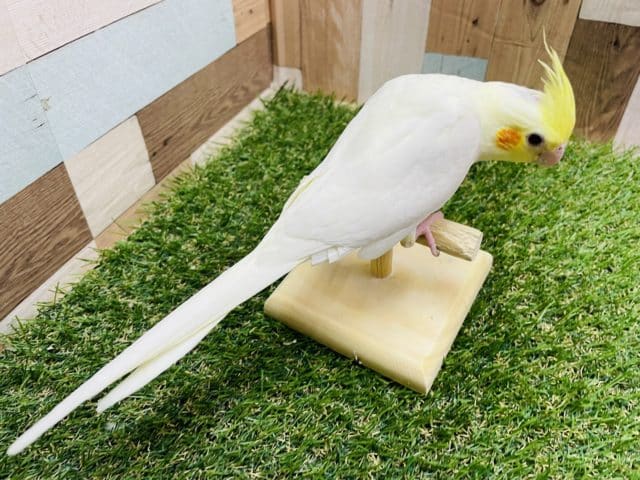 オカメインコ
