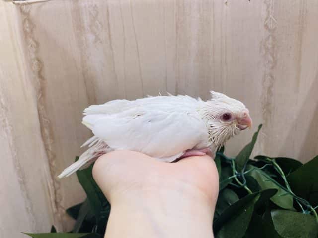 オカメインコ