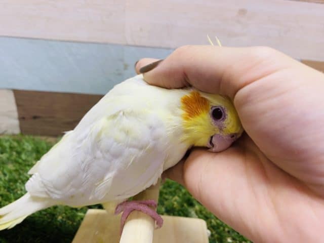 オカメインコ
