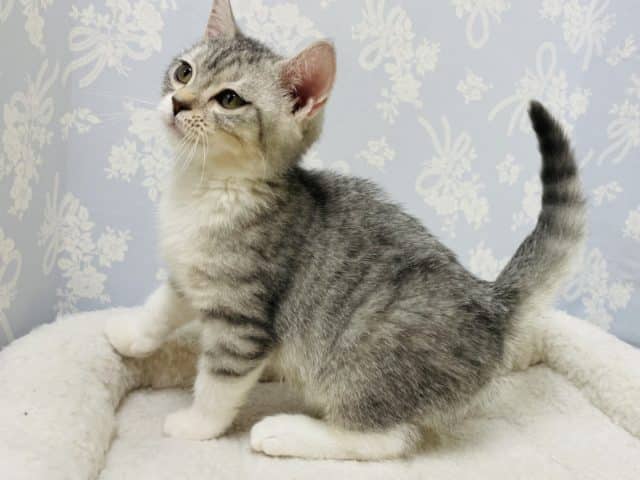 スコティッシュフォールド