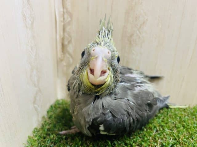 オカメインコ