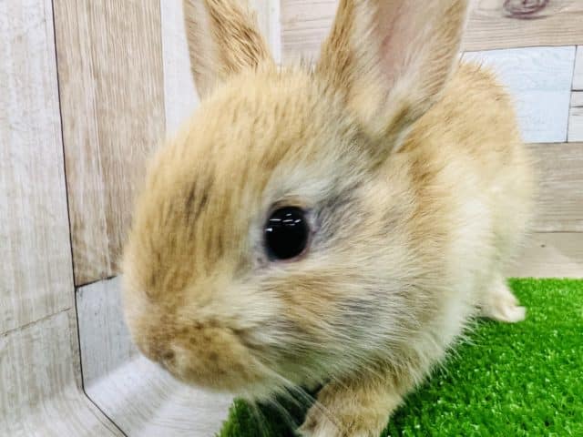 ネザーランドドワーフ