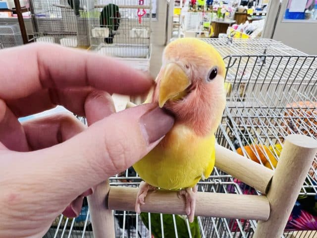 コザクラインコ（小桜インコ）