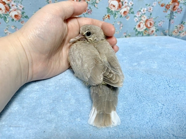 ジュズカケバト