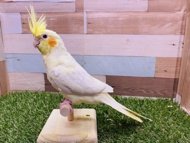 オカメインコ