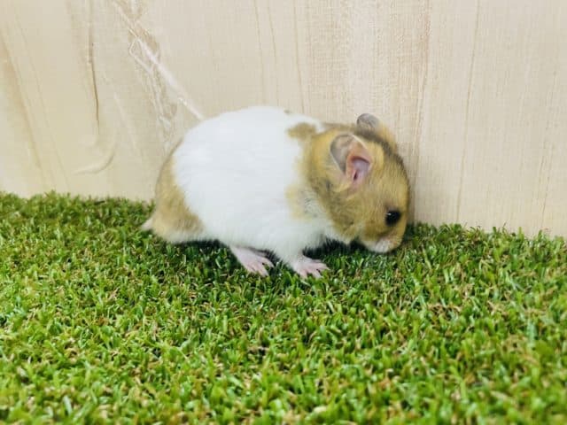 ゴールデンハムスター