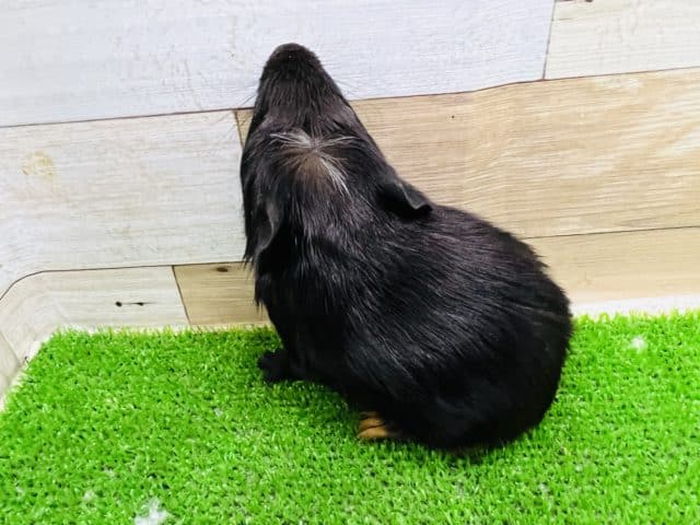 クレステッドモルモット