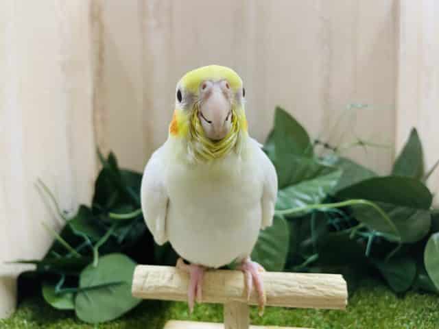 オカメインコ