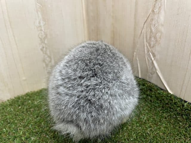 ネザーランドドワーフ