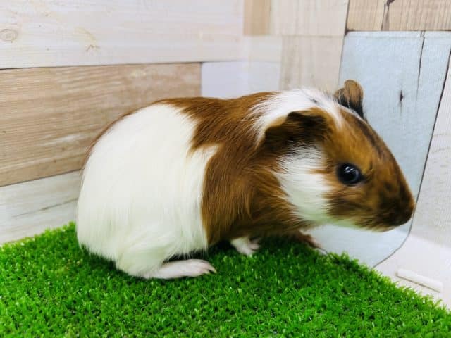 イングリッシュモルモット