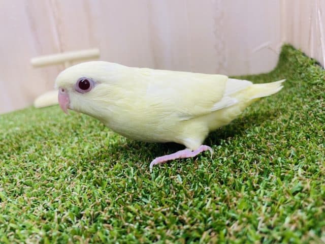 サザナミインコ