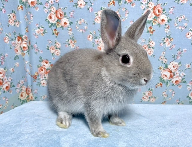 ネザーランドドワーフ